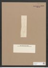 Pleurosigma sp. (de-Toni-Nr.: Genus 13) Zeichnungen Sammlung Grunow Nr. 2156 (NHMW-BOT-W0369208)